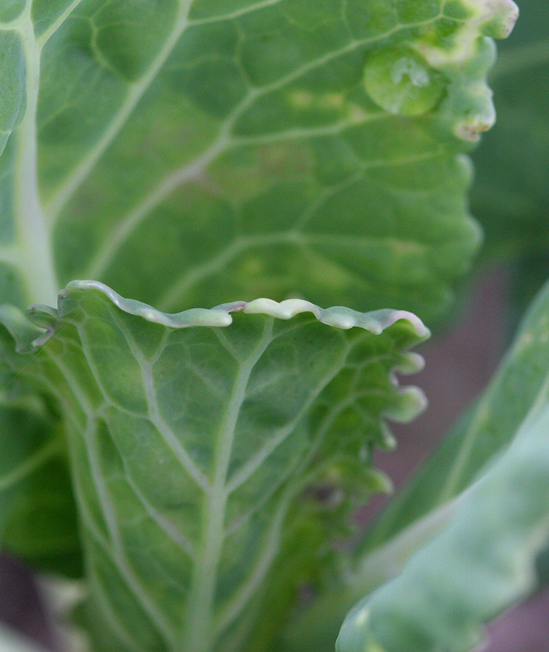 A Horta - Mundo de Sabores