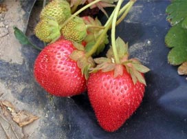 Morangos