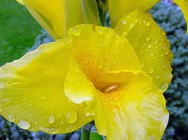 Canna Indica