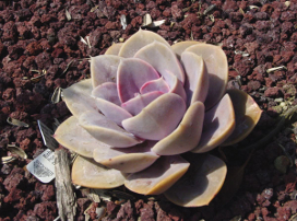 Echeveria