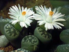 Lithops Marmorata