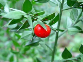 Ruscus Aculeatus