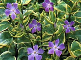 Vinca Major