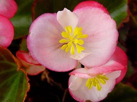 Begonia Semperflorens Rosa