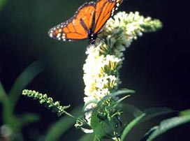 Buddleia Davidii