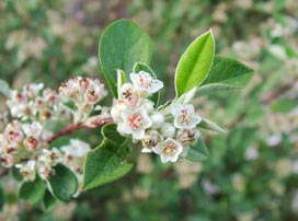 Cotoneaster Salicifolia