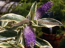 Hebe Andersonii Variegata