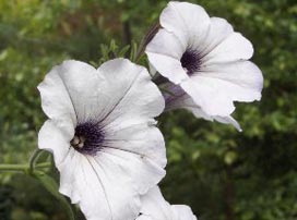 Petunia Branca