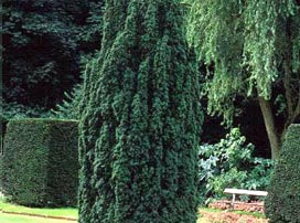 Taxus Baccata