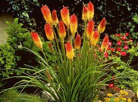 Kniphofia Uvaria