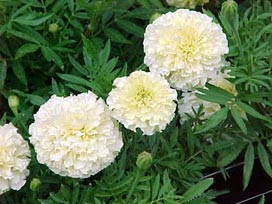 Tagetes Erecta