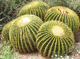 Echinocactus Grusonii
