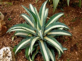 Agave Americana
