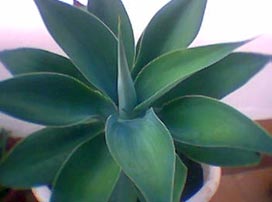 Agave Attenuata