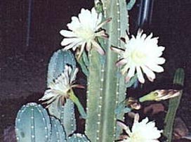 Cereus Peruvianus
