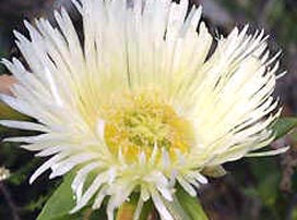 Mesembryanthemum Branco