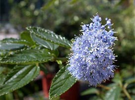 Ceanothus Thyrsiflorus