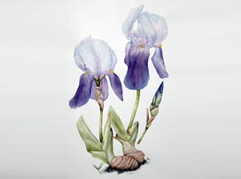 Iris Germanica