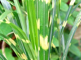 Miscanthus Sinensis Strictu