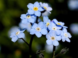 Myosotis Alpestris