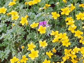 Bidens Ferulifolia