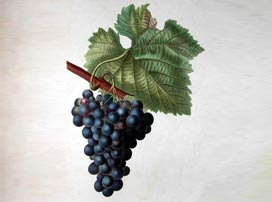 Vitis Vinifera