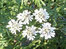 Coriandrum Sativum