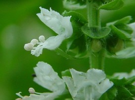 Ocimum Basilicum