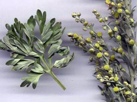 Artemisia Absinthium