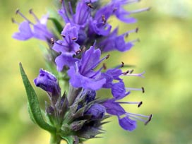 Hyssopus Officinalis