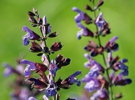 Salvia Officinalis